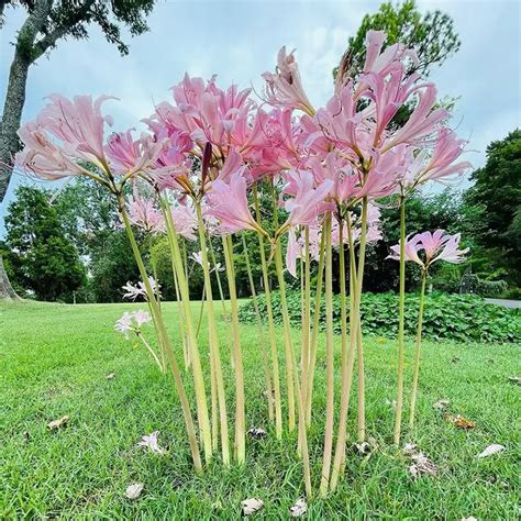 bare naked lady plant|Types of Naked Ladies Flowers: A Comprehensive Guide